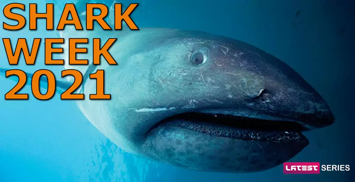 Shark Week 2021 Release Date, Cast, Plot, Storyline, and More